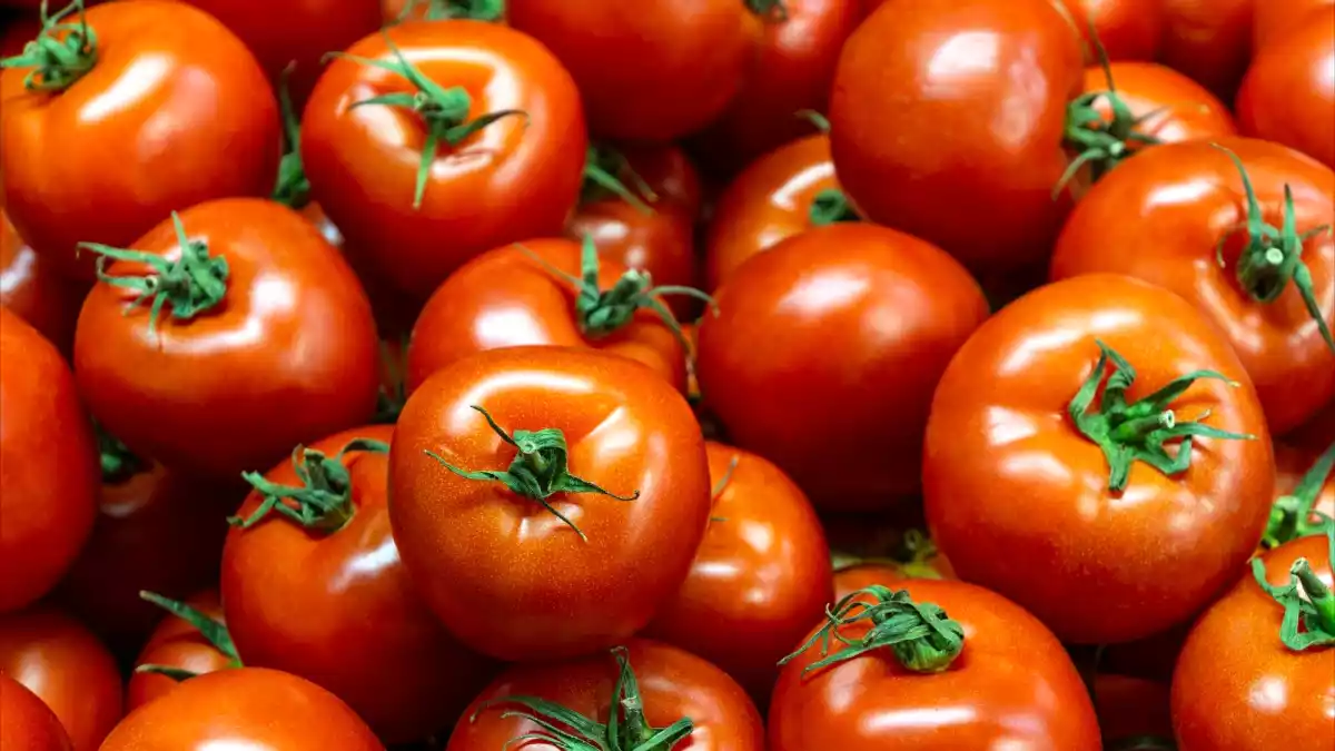 Håller tomaterna längre? Här är 5 tips som verkligen fungerar