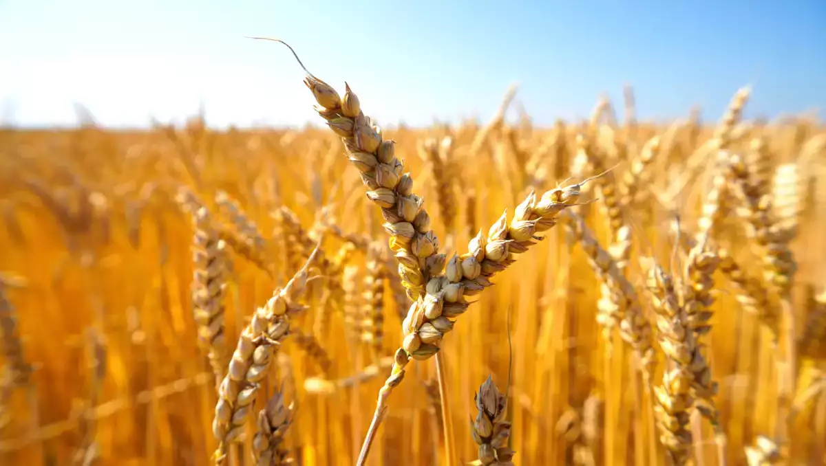 Att bli glutenfri: vad händer egentligen i din kropp?