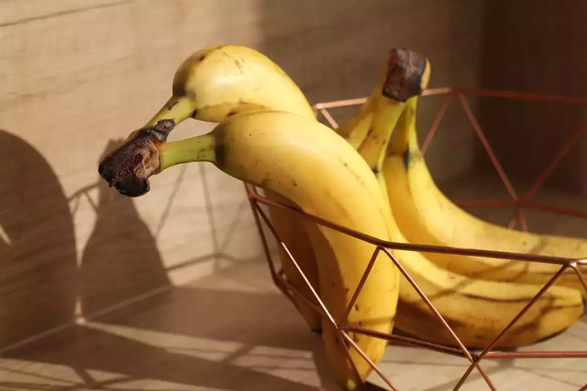 Ska man verkligen förvara sina bananer i kylen – det tydliga svaret