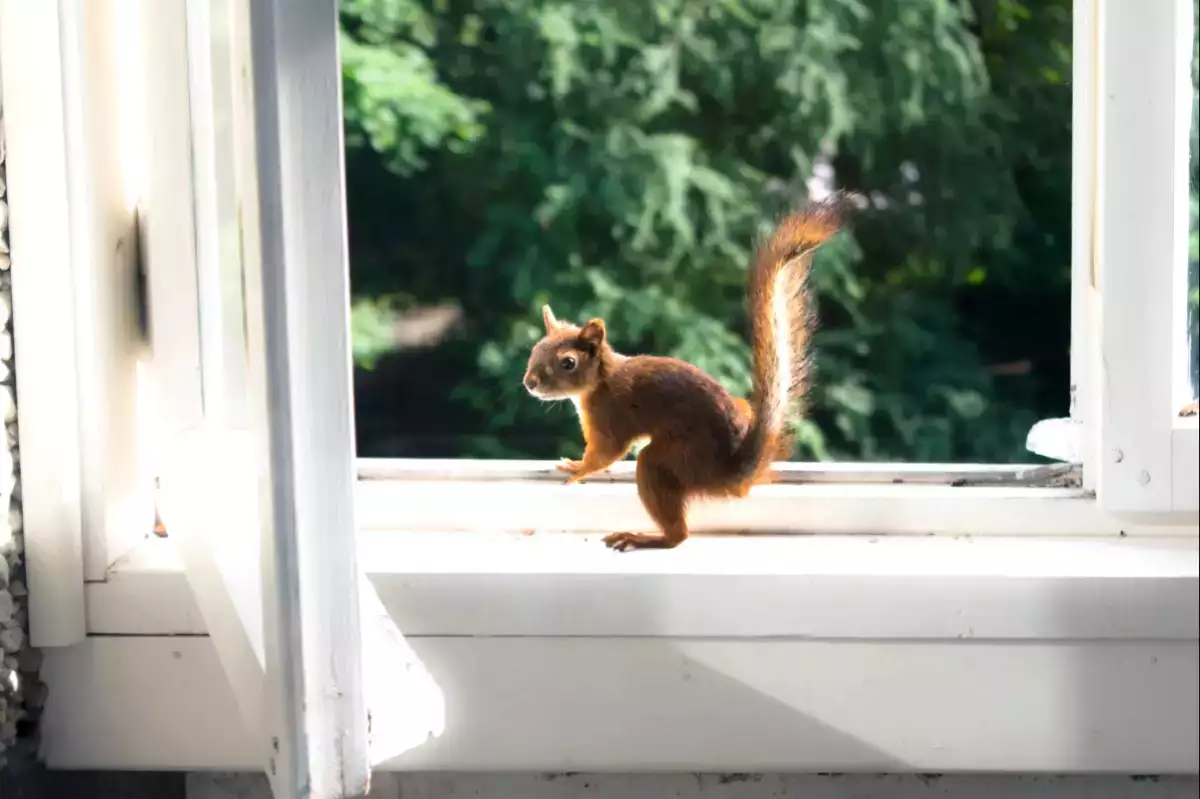 Denna frukt placerad i fönstret lockar ekorrar... och uppvisningen är magisk