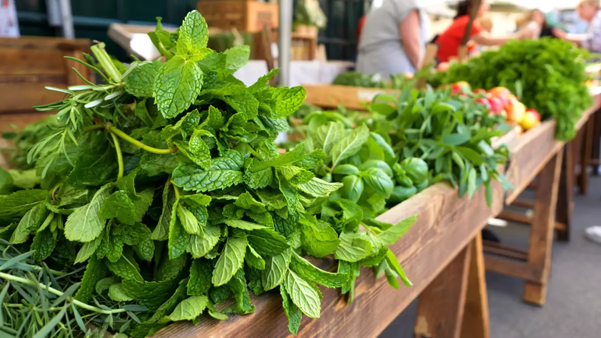 All mynta är inte densamma: upptäck de 4 vanligaste typerna och sluta göra misstag med ditt te och recept