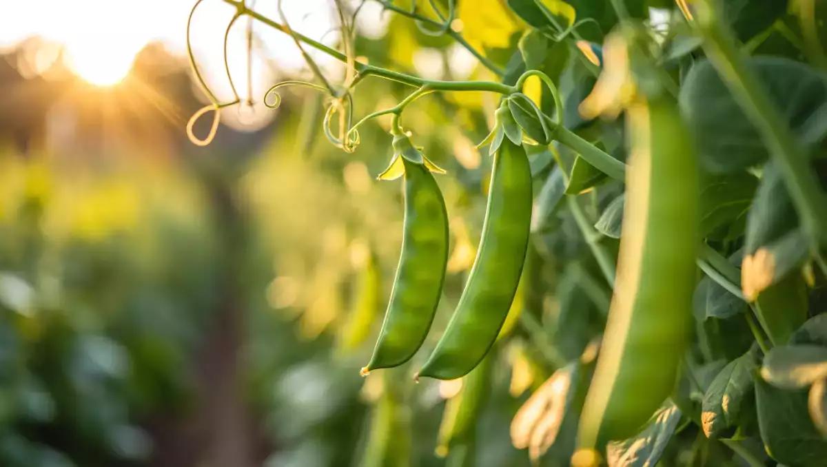 Hur lagar man snöärtor enkelt? Alla tips du behöver för att hålla dem krispiga och välsmakande