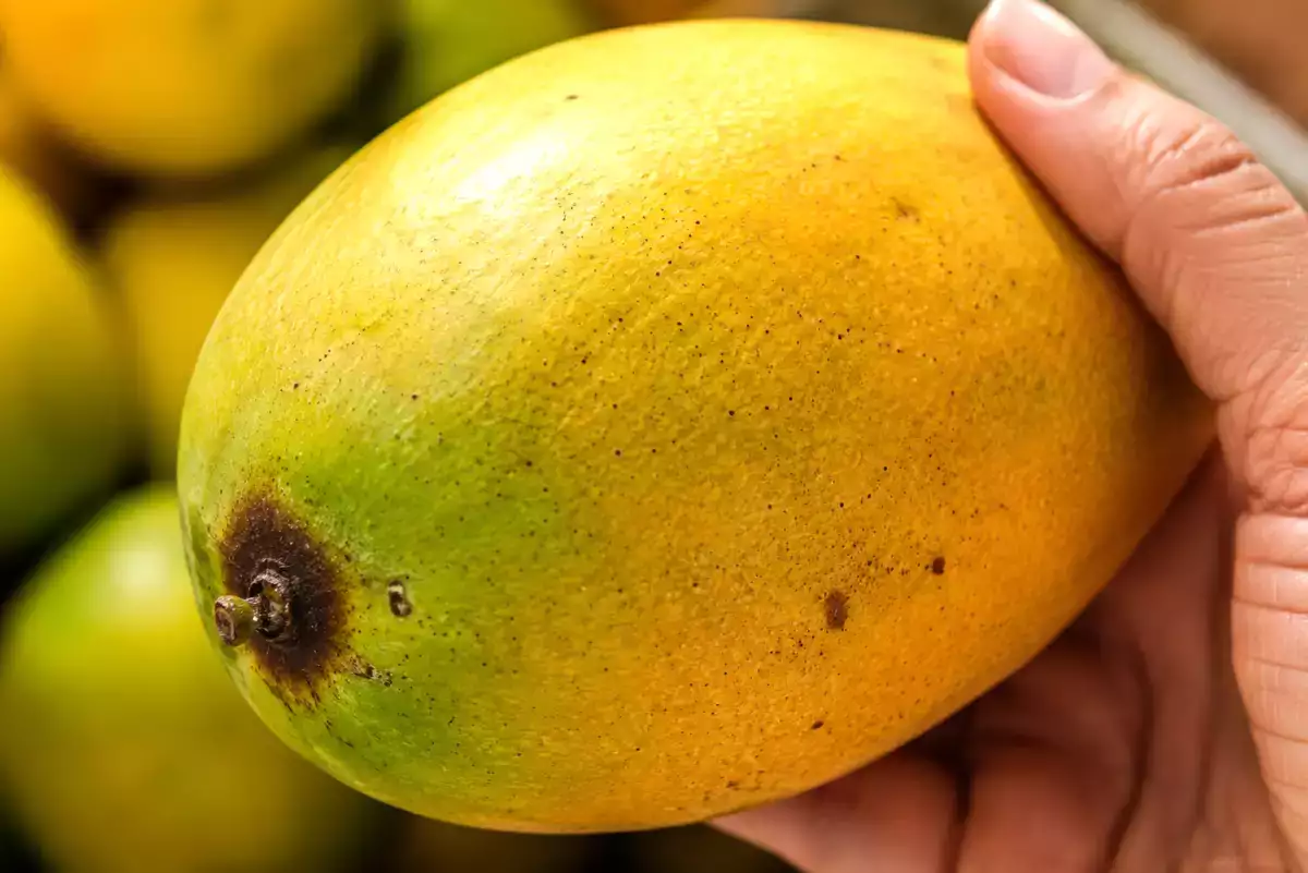 Nästan alla väljer fel slags mango på marknaden och inser sitt misstag först när de kommer hem