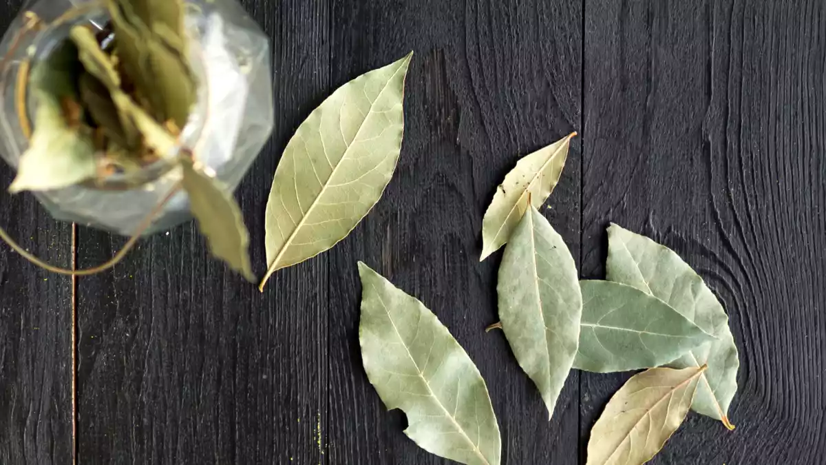 10 överraskande användningsområden för lagerblad som du förmodligen inte kände till!