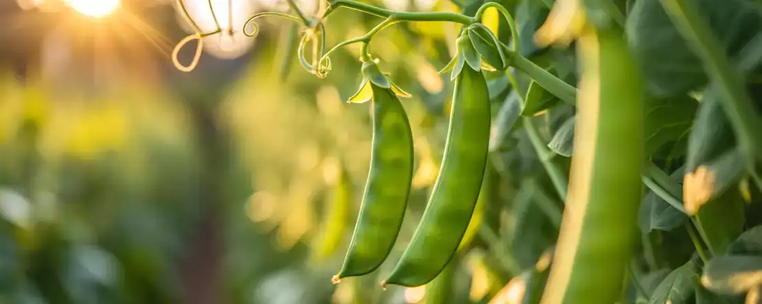 Hur lagar man snöärtor enkelt? Alla tips du behöver för att hålla dem krispiga och välsmakande