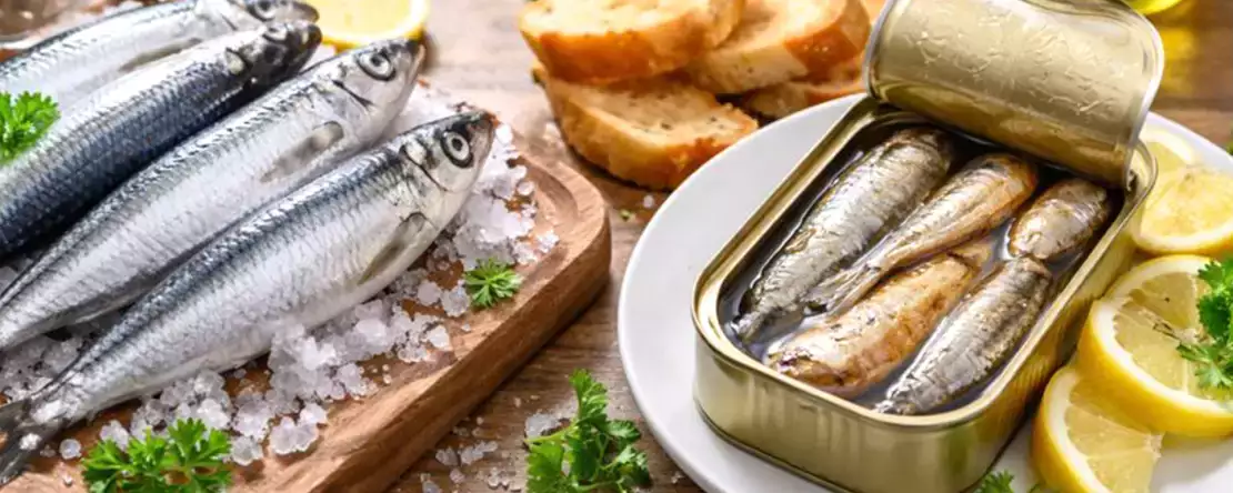 Färska och konserverade sardiner: allt du behöver veta innan du bestämmer dig för vad du ska ha på bordet
