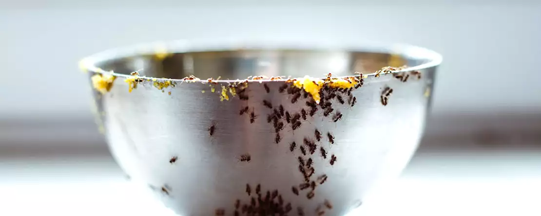 Mormors bästa tips för att säga adjö till myror i köket