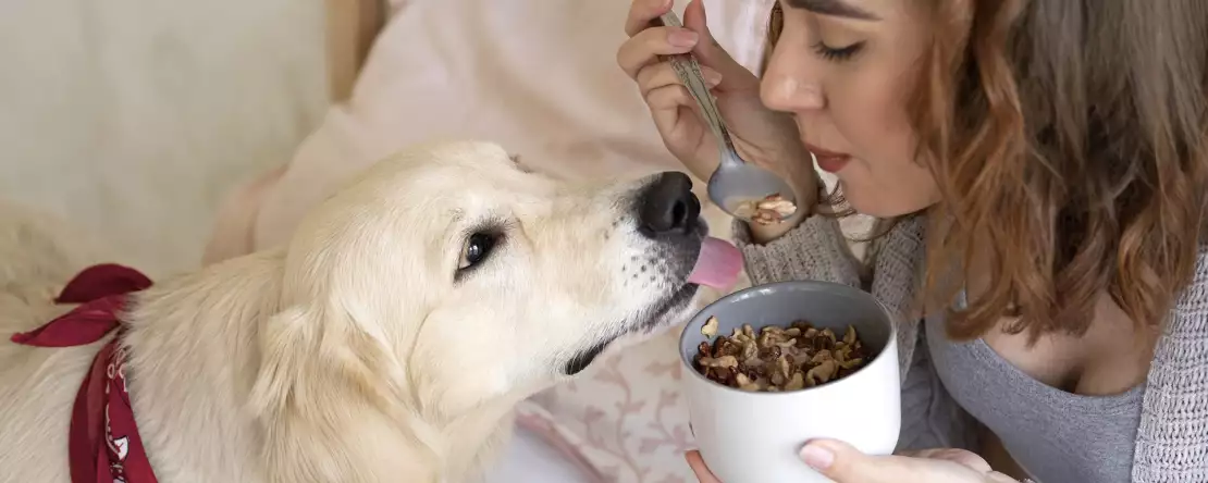 8 livsmedel som du definitivt inte bör ge din hund!