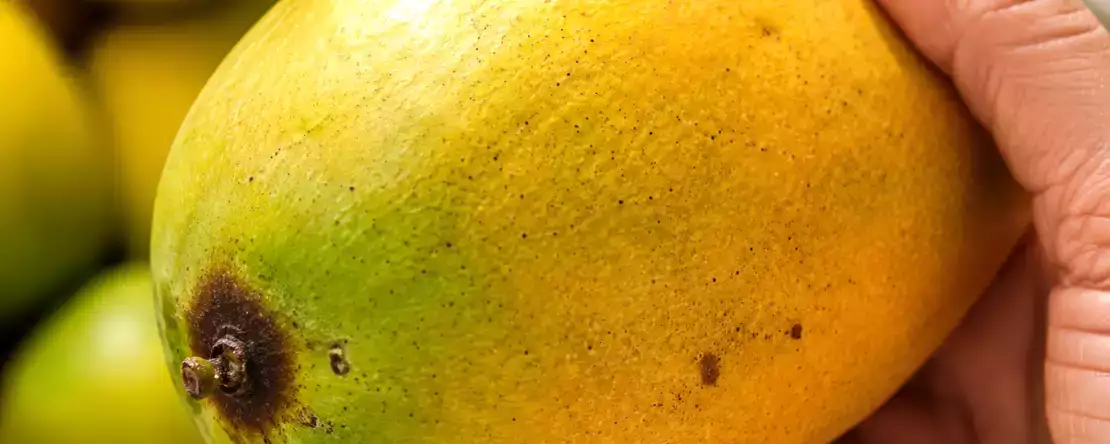 Nästan alla väljer fel slags mango på marknaden och inser sitt misstag först när de kommer hem