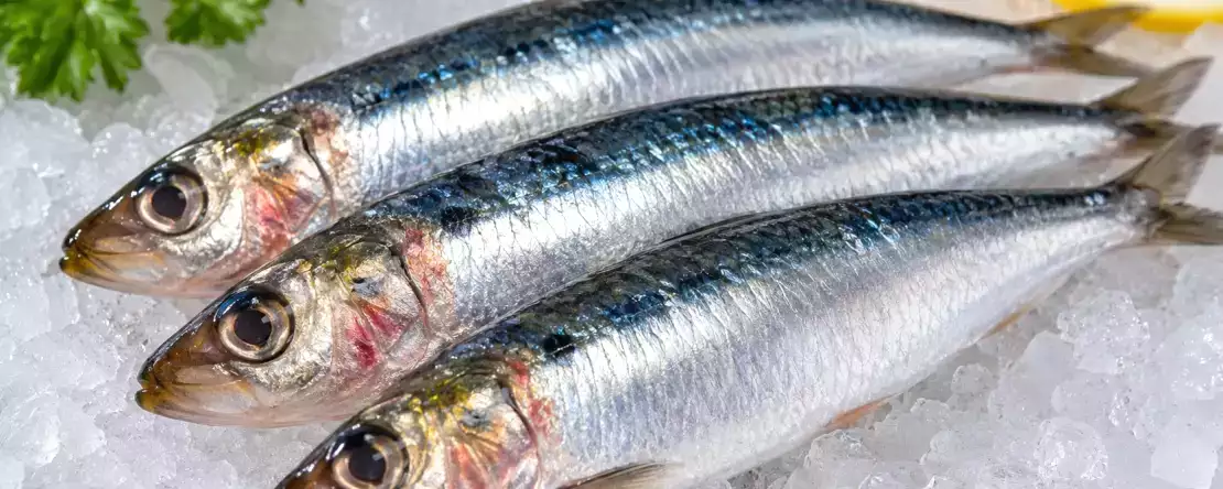 Hur känner man igen en sardin som inte är färsk? Tecken som man aldrig bör bortse från