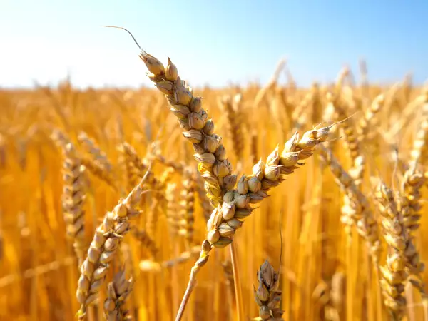 Att bli glutenfri: vad händer egentligen i din kropp?