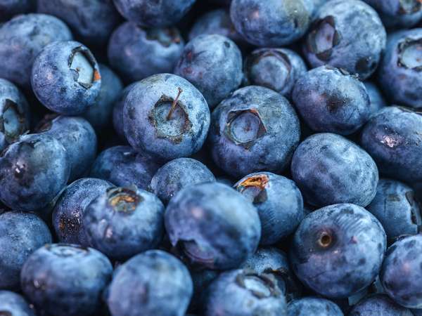 För mjuka blåbär: det perfekta receptet för att använda dem utan att slösa