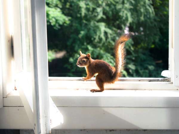 Denna frukt placerad i fönstret lockar ekorrar... och uppvisningen är magisk
