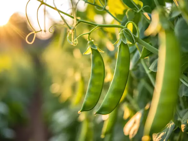 Hur lagar man snöärtor enkelt? Alla tips du behöver för att hålla dem krispiga och välsmakande