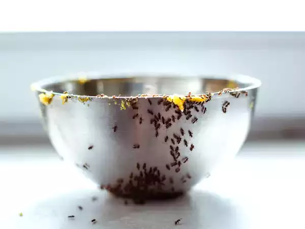 Mormors bästa tips för att säga adjö till myror i köket