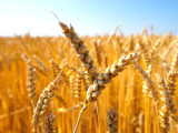 Artiklar: Att bli glutenfri: vad händer egentligen i din kropp?