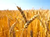 Artiklar: Att bli glutenfri: vad händer egentligen i din kropp?
