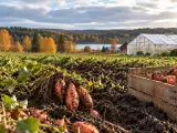 Artiklar: 1 400 ville odla sötpotatis – kan den bli en ny svensk gröda?