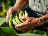 Artiklar: Global varning: Cavendish-banan hotas av utrotning!